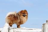SPITZ ALLEMAND 206